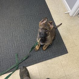 German Shepherd Puppies from Vom Stainherz kennels
