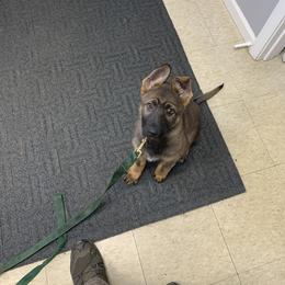 German Shepherd Puppies from Vom Stainherz kennels
