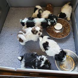 Shih Tzu Puppies from Echomoon Shih Tzu
