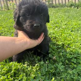 Pinky - Black female Newfoundland puppy in Great Falls, Montana from True North Newfoundlands