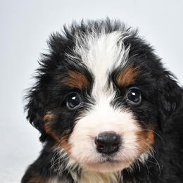 Willow - Black rust and white female Bernese Mountain Dog puppy in Millersburg, California from Smith Farms and Kennels