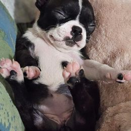 Boston Terrier Puppies from Christy's Boston Butts