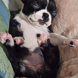 Boston Terrier Puppies from Christy's Boston Butts