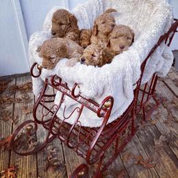 Goldendoodle Puppies from Golden Paws Farm