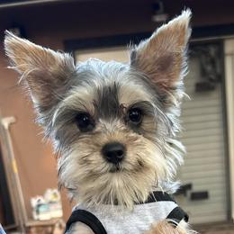 Baby Boy 1 - Blue and gold male Yorkshire Terrier puppy in San Marcos, Texas from Casa de Yorkies
