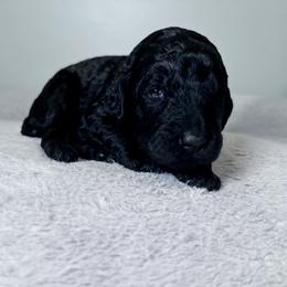 Robin (Blue Collar) - Black male Poodle puppy in Monroeville, Pennsylvania from K & A Standard Poodles
