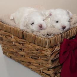 Maltese Puppies from Royal Korean Maltese
