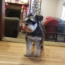 Gabbie - Miniature Schnauzer