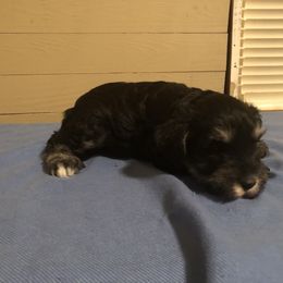 Miniature Schnauzer Puppies from Parsons’ Kennels