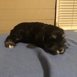 Miniature Schnauzer Puppies from Parsons’ Kennels