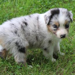 Anchorage - Blue merle male Australian Shepherd puppy in Kansas, Oklahoma from Windy G Farm