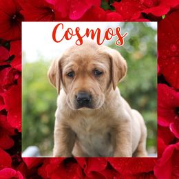 Cosmos - Labrador Retriever puppy in Atwater, California from Black Cloud Kennels