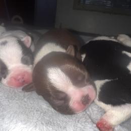 Boston Terrier Puppies from Toon’s Boston Terriers