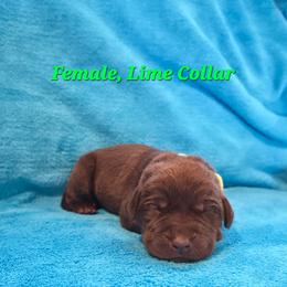 Aspen - Chocolate female Labrador Retriever puppy in Caledonia, Ohio from 7Cs Labs