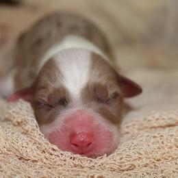 SPOOKY - Red merle male Australian Shepherd puppy in Star City, Arkansas from Blush & Lace Aussie Co.