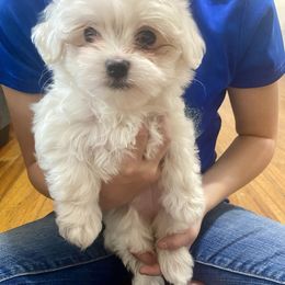 Monica - White female Maltese puppy in Polo, Missouri from Purely Maltese