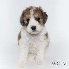 Wolverine - Parti Double Doodle puppy in Houston, Texas from Texas Castle Doodles