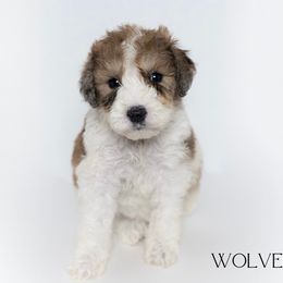 Wolverine - Parti Double Doodle puppy in Houston, Texas from Texas Castle Doodles