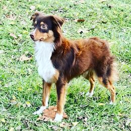 Blaise - Toy Australian Shepherd