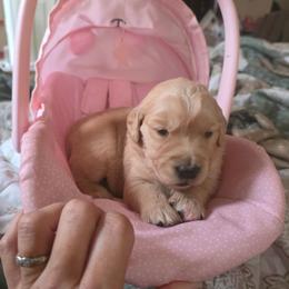 (Princess) Baby girl pink - Dark golden female Golden Retriever puppy in Clarksville, Tennessee from 255 Goldens