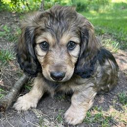 Dachshunds from Smokey Hollow Dachshunds