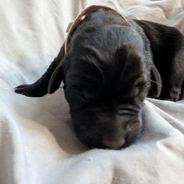Pink Female - Black female Labrador Retriever puppy in Briggsdale, Colorado from LC Hunting Labs, LLC.