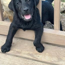 Bertie - Black female Labrador Retriever puppy in Centreville, Maryland from Barbihaus Kennels