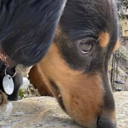 Dachshunds from Moore Doxies