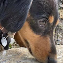Dachshunds from Moore Doxies