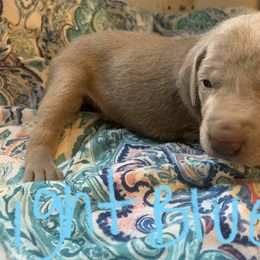 Weimaraner Puppies from Golden Hill’s Weimaraner’s