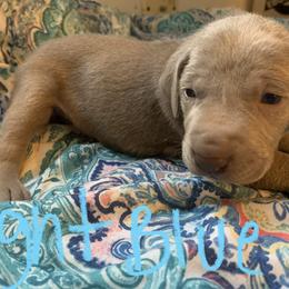 Weimaraner Puppies from Golden Hill’s Weimaraner’s