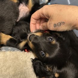 Little Red - Black female Dachshund puppy in Proctor, Montana from Blue Star Dachshunds