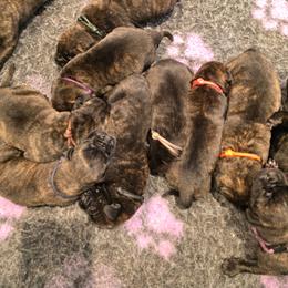 Male 5 - Tiger male Perro de Presa Canario puppy in Pocahontas, Illinois from Cabeza Grande Kennel