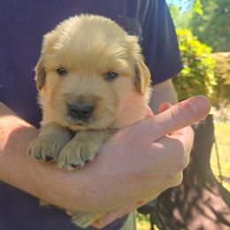 Mr. Blue - Golden male Golden Retriever puppy in Mount Vernon, Washington from Hunnydew Goldens