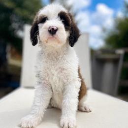 Trinity - Brown and white female Sheepadoodle puppy in Rocky Point, North Carolina from CelticDoods