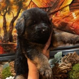 Bruno - Black and red male German Shepherd puppy in Snohomish, Washington from Wataha Shepherds