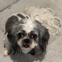 Shih Tzu Puppies from Lil Cuties Shih Tzu Parlor