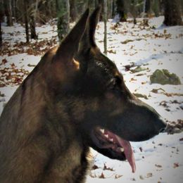 Dare - German Shepherd