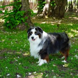 Cheese - Miniature Australian Shepherd