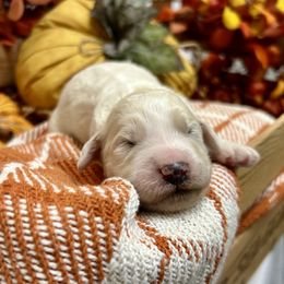 Angel - Parti female Goldendoodle puppy in Wyandotte, Oklahoma from Goldendoodles of NE OK