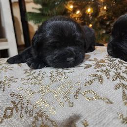Light Blue Collar - Black female Labrador Retriever puppy in Yelm, Washington from Prince Labradors