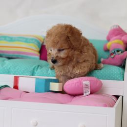 Poodle Puppies from Teacup & Toy Poodles