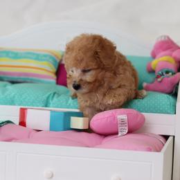 Poodle Puppies from Teacup & Toy Poodles