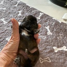 Truffles - Black gold and white female Shih Tzu puppy in Mineola, Texas from RL Phillips Shihtzus