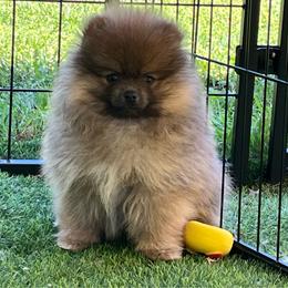 Petro - full AKC registration - Orange sable male Pomeranian puppy in Jefferson City, Missouri from MJ’s Pomeranians