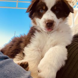 Australian Shepherd Puppies from Far Out Aussies