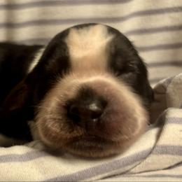 8 - Black white and tan male English Springer Spaniel puppy in Natural Bridge, Virginia from Sara's English Springer Spaniels