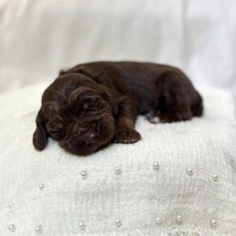 Harvest - Chocolate male Labradoodle puppy in Newark, Ohio from Raising Doodles