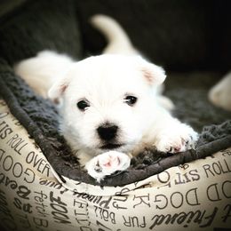 West Highland White Terrier Puppies from Elvador West Highland White Terriers