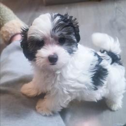 Aspen (toy breed) - Parti male Maltipoo puppy in Belleville, Michigan from Michigan Maltese Puppies